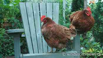 Urban hen project to be discontinued in Tecumseh - CTV News Windsor