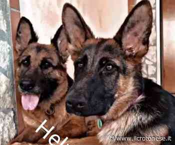 Crotone, due pastori tedeschi spariti nel nulla. Ricompensa per chi li riporta a casa - Il Crotonese