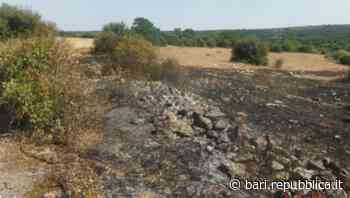 Bari, ex addetto antincendio appicca 15 roghi nei boschi e in campagna: arrestato - La Repubblica
