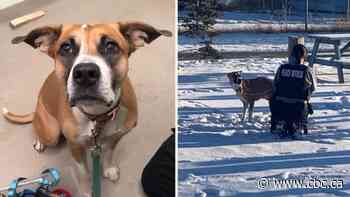 Person who abandoned pregnant dog outside Calgary Humane Society sought - CBC.ca