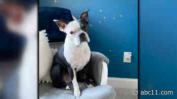 Hero dog credited with helping save baby girl's life