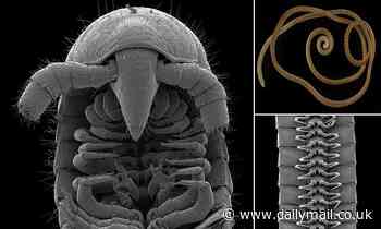 First millipede with 1,000 legs discovered in Australian mine