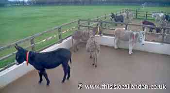 Can Donkeys Really Improve our Wellbeing?