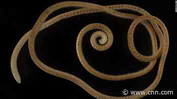 The first true millipede has been discovered. It has the most legs of any living creature on the planet