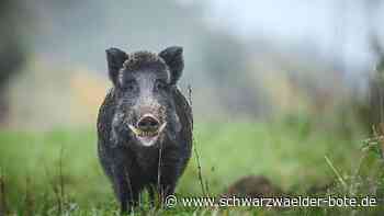 Jagd in Schömberg: Die Pächter sollen sich auskennen