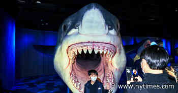 ‘Jaws’ Is Fiction. This Show Presents Sharks as Embattled Heroes.