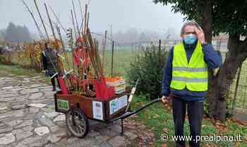 A Samarate arrivano 160 nuove piante - La Prealpina