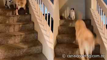 Foi de propósito? Gato viraliza por 'empurrar' cachorro idoso escada abaixo - Canal do Pet