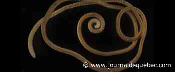 Découverte du premier vrai mille-pattes au monde