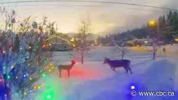 Red-nose rage: Aggressive deer keep attacking this Rudolph decoration