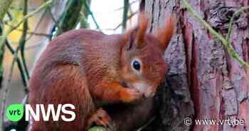 Brakel wil met camera's nagaan of de eekhoornbrug over N8 gebruikt wordt - VRT NWS