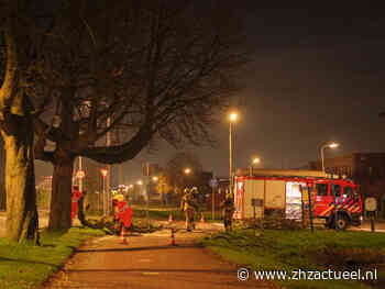 Grote tak breekt van boom op het Stationsplein in Sliedrecht - ZHZActueel
