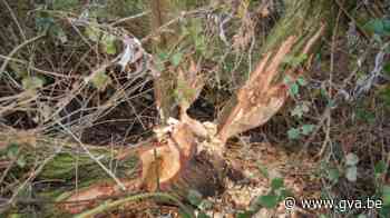 Foto van afgeknaagde boom toont aanwezigheid van de bever in Beveren - Gazet van Antwerpen
