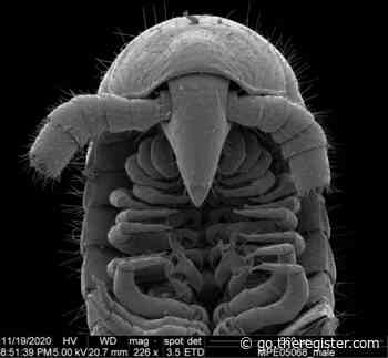 Newly discovered millipede earns its name by being the first to walk on one thousand legs