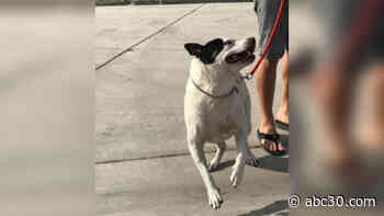 Tulare Animal Services looking for volunteers to walk, play with shelter dogs