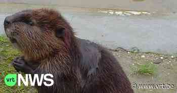 Mascotte van Beveren, de bever, nu ook in het echt gespot in de gemeente - VRT NWS