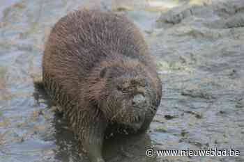 Ondergelopen woningen of kapotte bomen: opmars van knagende bever leidt tot ophef langs de Ourthe - Het Nieuwsblad