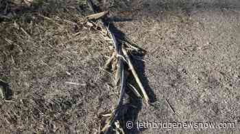 At least 5 dead as Midwest rocked by hurricane-force winds - Lethbridge News Now