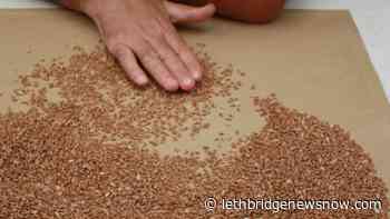 Updating grain grading dispute resolution - Lethbridge News Now