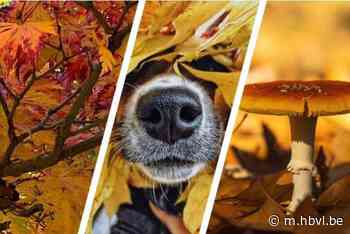 Dit is het mooiste Limburgse herfstbeeld van het jaar - hbvl.be