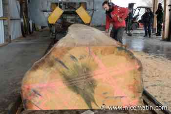 Huit chênes exceptionnels ont été choisis pour la flèche de Notre-Dame de Paris