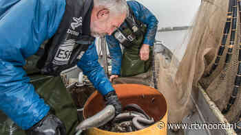 Palingvissers halen opgelucht adem na uitblijven visverbod - RTV Noord