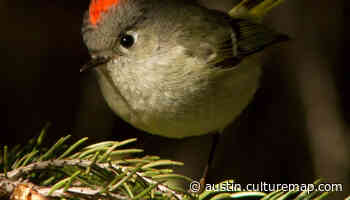 New lights-out initiative takes flight in Austin to protect migratory birds - CultureMap Austin