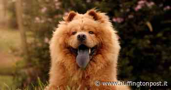 Prato, cane muore congelato: era tenuto da giorni sul balcone - L'HuffPost