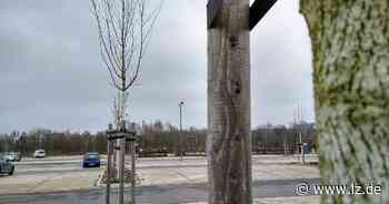 Für Bäume fehlen die Flächen | Lokale Nachrichten aus Detmold - Lippische Landes-Zeitung