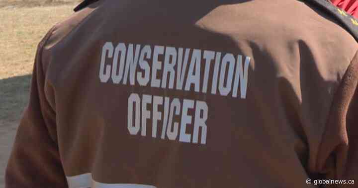 Beauval, Sask. man fined $14,500 for breaching wildlife, fisheries laws - Globalnews.ca