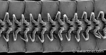 World's first 'true' millipede with over 1,000 legs discovered deep below Earth's surface     - CNET