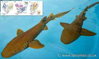 Proteins taken from SHARK immune systems can prevent COVID-19 and its new variants