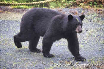 Record-setting number of black bear sightings across BC in 2021 – Vanderhoof Omineca Express - Omineca Express