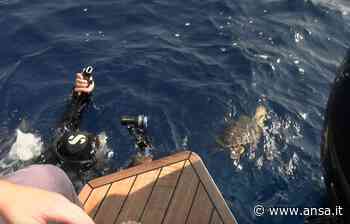 Ambiente: Ispra, 90% delle tartarughe ha ingerito plastica - Agenzia ANSA