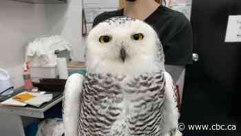 Edmonton wildlife shelter seeing rise in number of injured birds of prey - CBC.ca