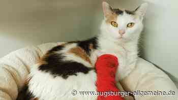 Katze krank im Wald ausgesetzt: Verliert sie jetzt eine Pfote? - Augsburger Allgemeine