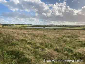 Future of Tice's Meadow Nature Reserve secured as councils complete purchase - Farnham Herald