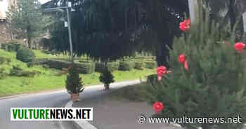 Melfi più bella con questi alberi addobbati a festa! Ecco l'iniziativa - vulturenews.net