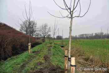 Landschap in ere hersteld: op dijk in Niel staan weer notelaars nadat die tijdens oorlog sneuvelden - Gazet van Antwerpen