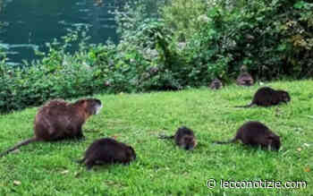 Nutrie, via libera al piano di eradicazione nel lecchese - Lecco Notizie