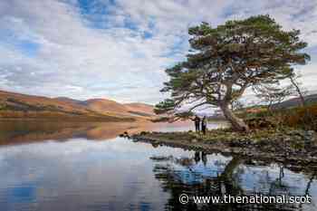 Project launches bid to save remnants of ancient Caledonian pine forest - The National