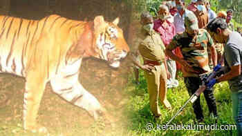 Tiger is in Kurukkanmoola, team of forest and police all set to trap wildcat - കേരള കൌമുദി