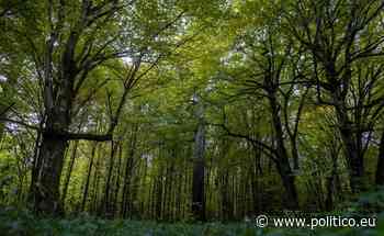 Communist heritage haunts Central European forest preservation efforts - POLITICO.eu