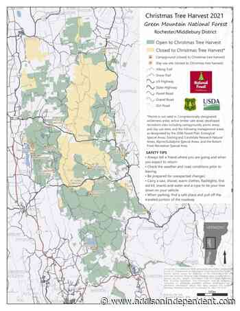 Forest service offering Christmas tree permits - Addison County Independent