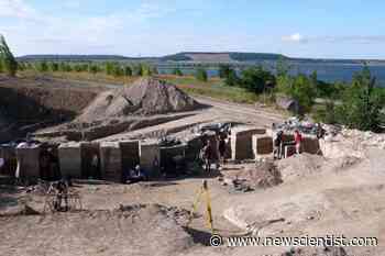 Neanderthals may have cleared a European forest with fire or tools - New Scientist