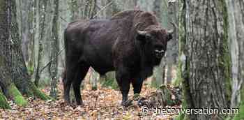 Poland’s border wall will cut Europe's oldest forest in half - The Conversation UK