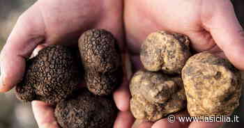 La Cerca del tartufo diventa patrimonio Unesco: festa da Alba alla Sicilia - La Sicilia