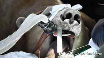 Eisbär beim Zahnarzt - WESER-KURIER