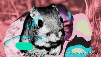 The Biodiversity Crisis Needs Its Net Zero Moment