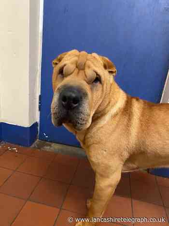 Dog suffered broken ribs after being thrown over fence by owner